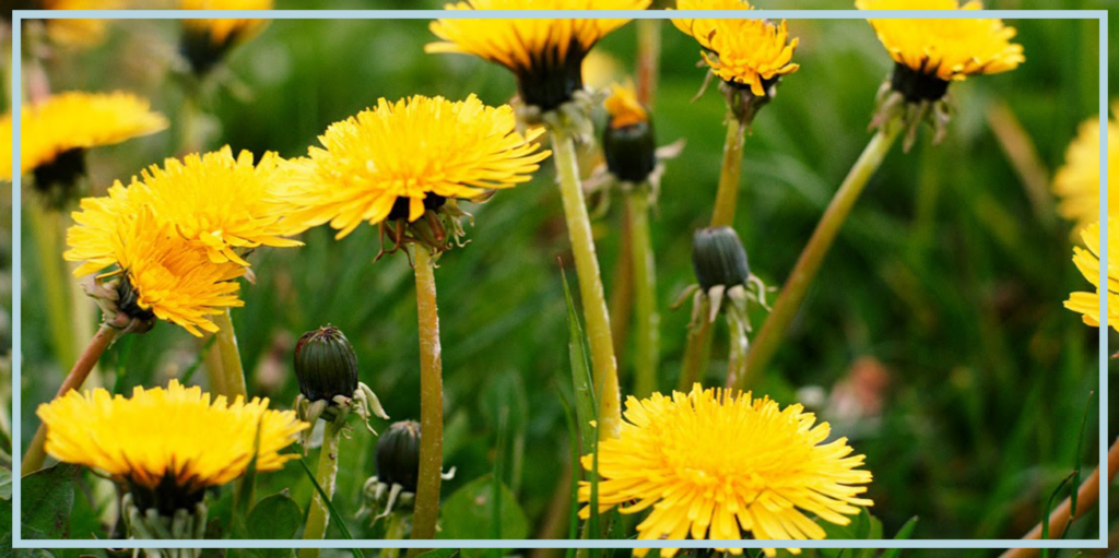 Dandelion Root Wiki: Benefits, Uses, Side Effects and Dosage