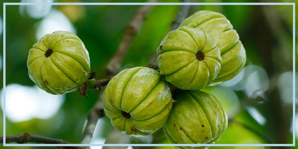 garcinia cambogia for weight loss