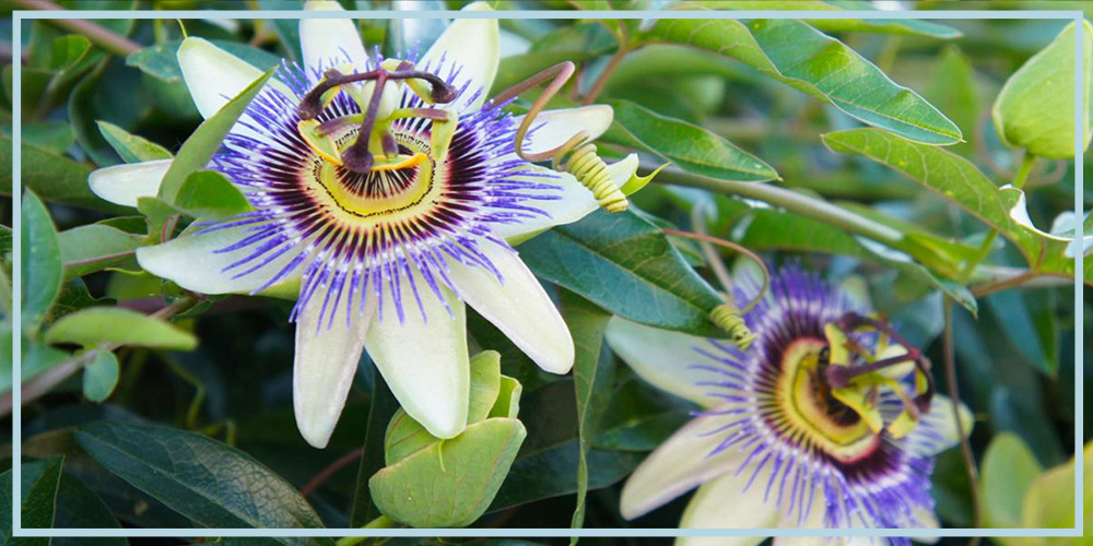 passionflower supplement for treating anxiety and depression