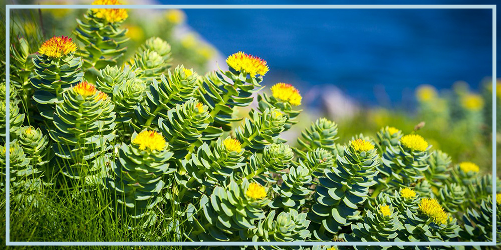 Rhodiola rosea supplemnet for cognitive improvements